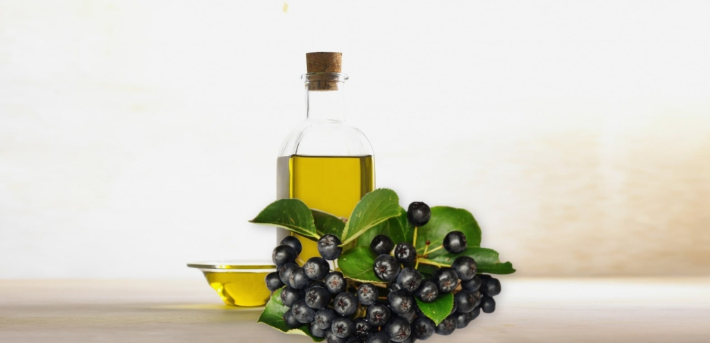 bulk chokeberry / aronia seed oil