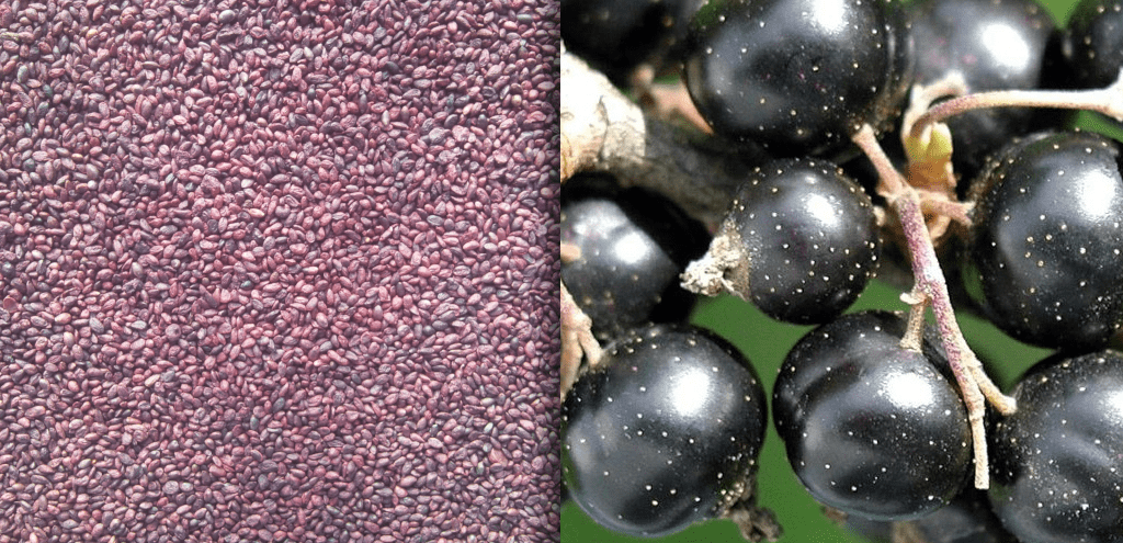 Dried Blackcurrant seeds