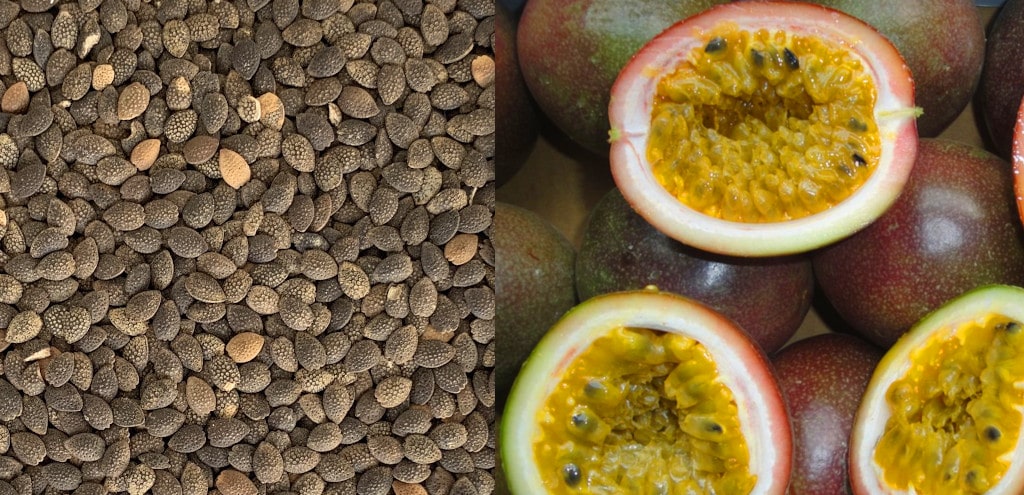 Dried Passion Fruit Seeds