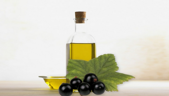 Blackcurrant seed oil cold pressed